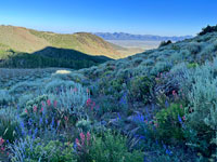 Arc Dome Wilderness