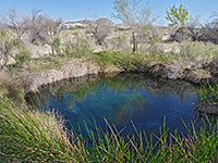 Grass around Rogers Spring