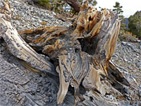 Grey-brown stump