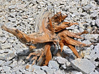 Stump on scree