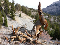 Bristlecone Loop