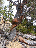 Spiral bark