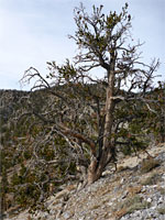 Tree on a slope