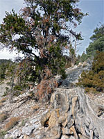 Tree, and stump