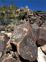 Closely-spaced petroglyphs