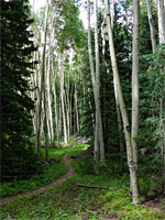 Trail through aspen