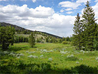 Trees around a meadow