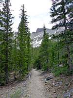 Trail through the woods