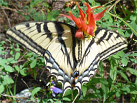 Swallowtail and columbine