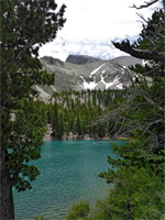 Trees beside Teresa Lake