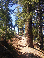 Trees by the path