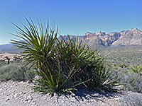 Banana yucca