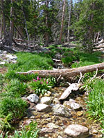 Fallen tree