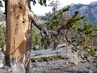 Descending branch