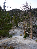 Trees on a ridge