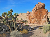 Joshua tree and petroglyphs
