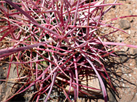 Ferocactus spines