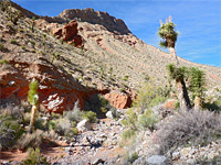 Joshua trees