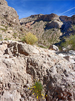 Kaibab limestone