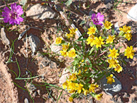 Wildflowers