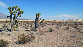 Mojave yucca on a desert plain