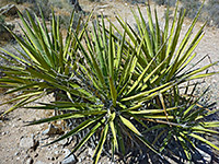 Mojave yucca