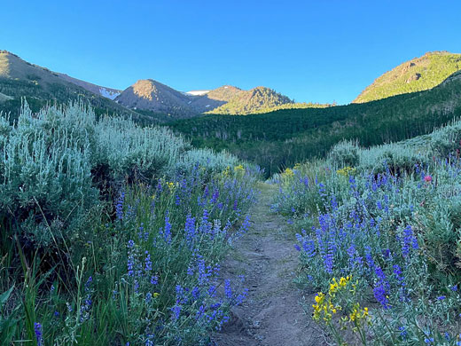 Mountain path