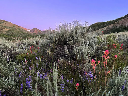 Wildflowers