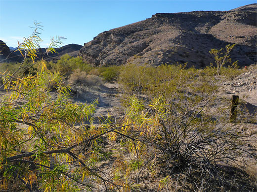 Desert willow near the Arrow Canyon streambed