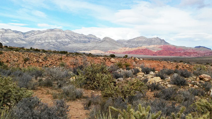 Cacti near First Creek