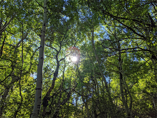 Aspen trees