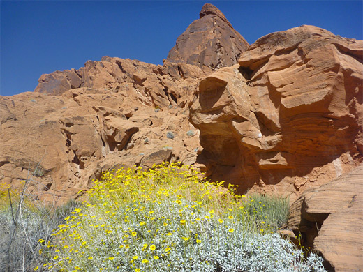 Brittlebush, Fire Canyon