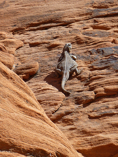 Chuckwalla in Fire Canyon