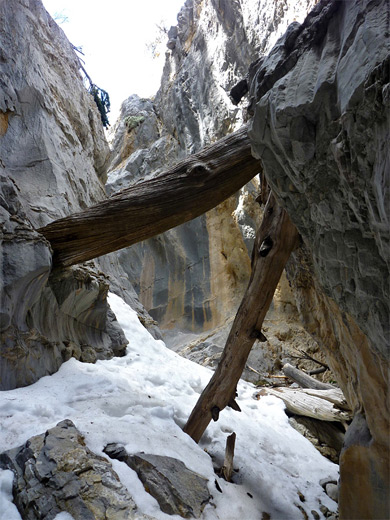 Two logs in Fletcher Canyon