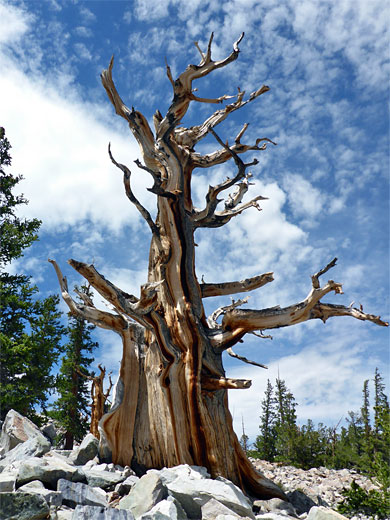 Ancient bristlecone pine