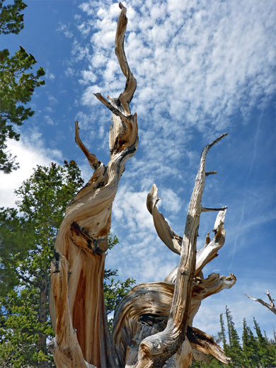 Twisted branches