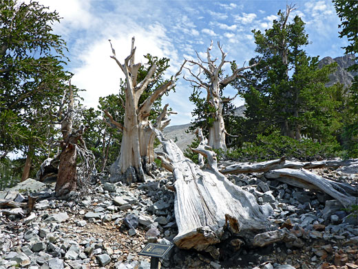 Great Basin National Park