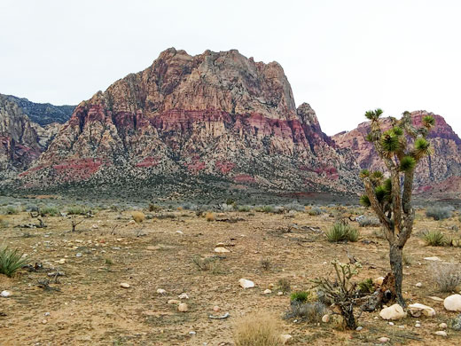 Joshua tree and other desert plants