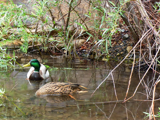 Pair of mallards, in a pool along Pine Creek