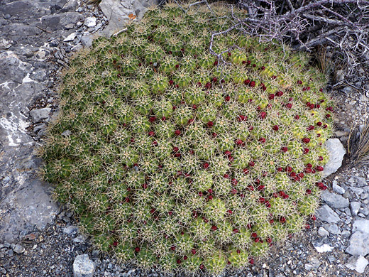 Large clump of echinocereus triglochidiatus