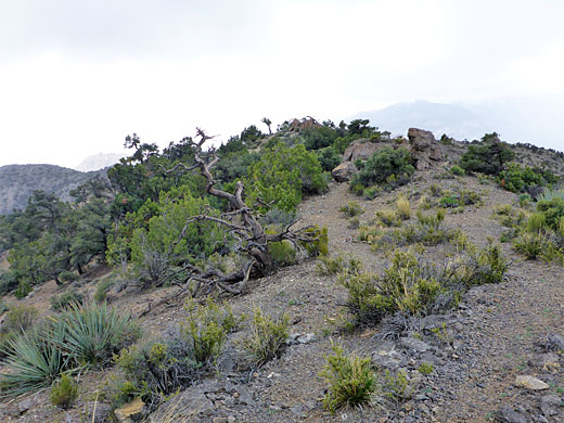 Bushy summit in the Spring Mountains