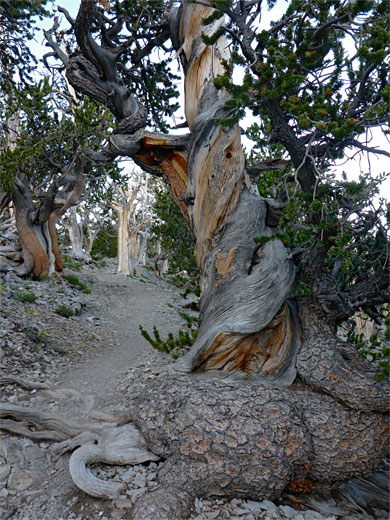 Trees beside the Bristlecone Trail