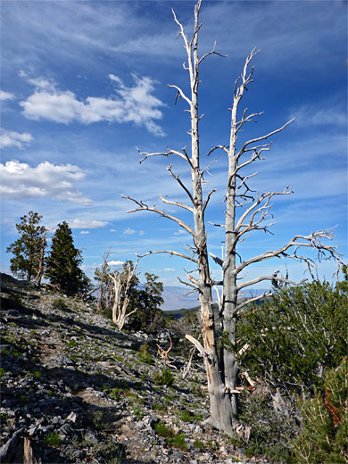 Two dead trunks