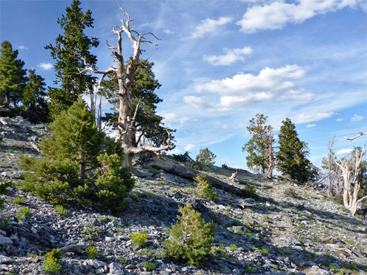 The North Loop Trail, climbing a stony slope