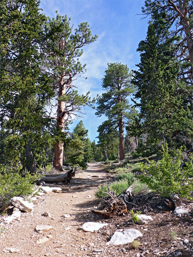 Woodland trail