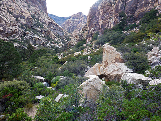 Overgrown slopes at the mouth of Oak Creek Canyon