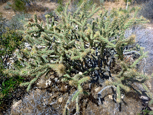 Buckhorn cholla, cylindropuntia acanthocarpa