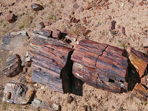 Petrified wood