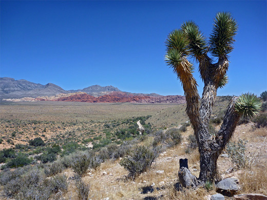 Joshua tree, Red Rock Canyon NCA