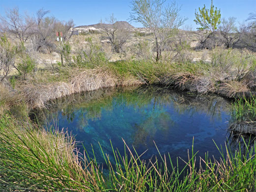 Grass around Rogers Spring